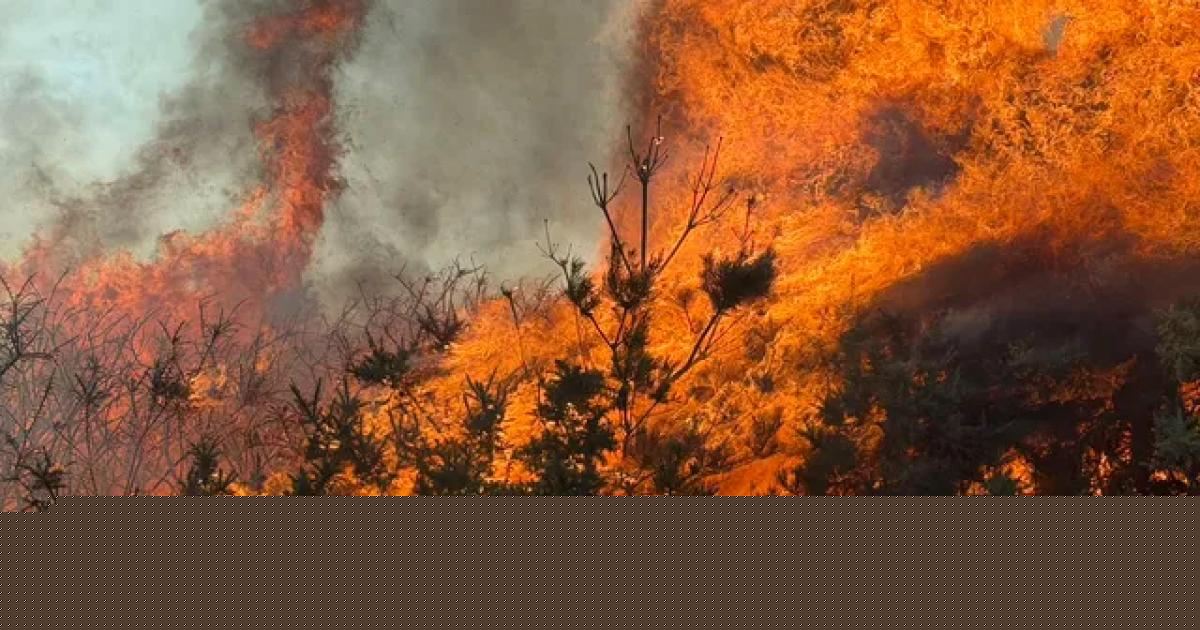 Fire service issues update on A31 blaze as 'significant damage' caused to road