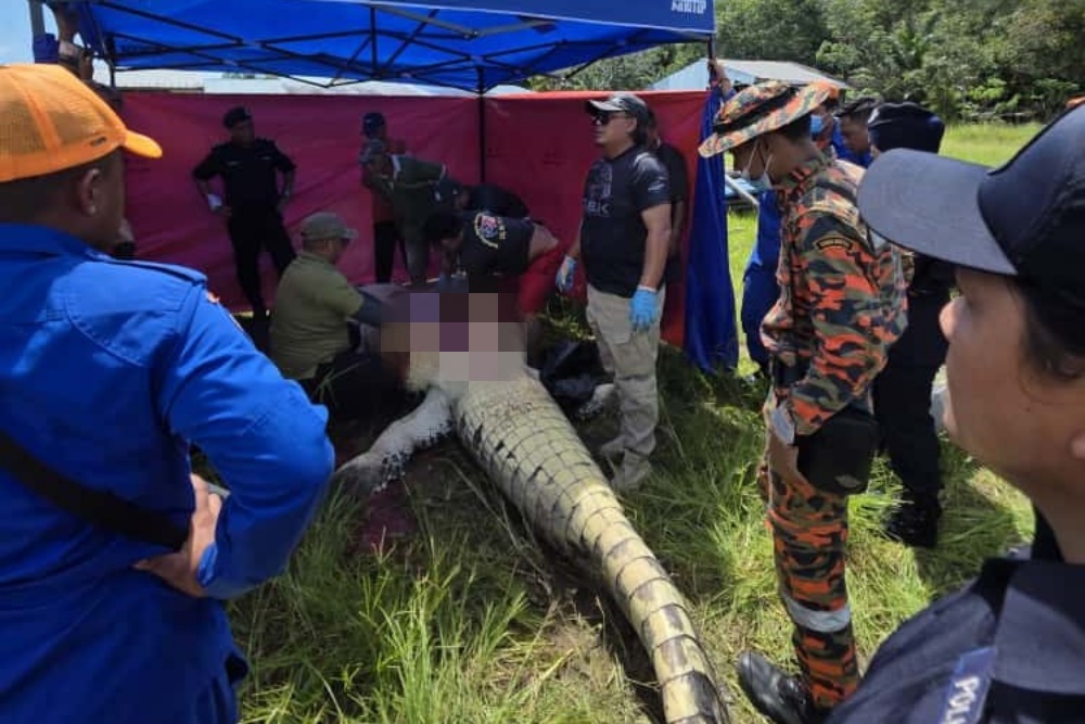 Search for Tatau croc-attack victim ends with discovery of human remains inside captured reptile’s stomach