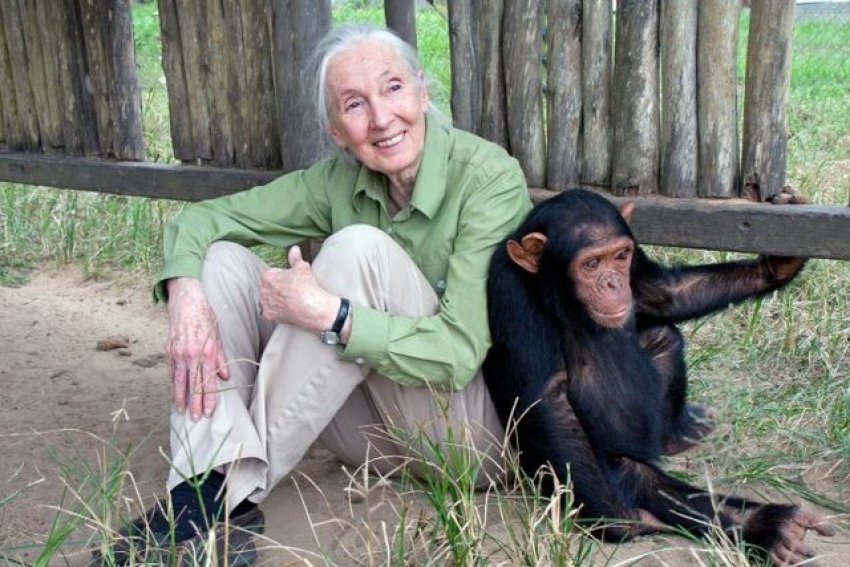 Jane Goodall, studiuesja pionere e shimpanzeve vdes në moshën 91-vjeçare