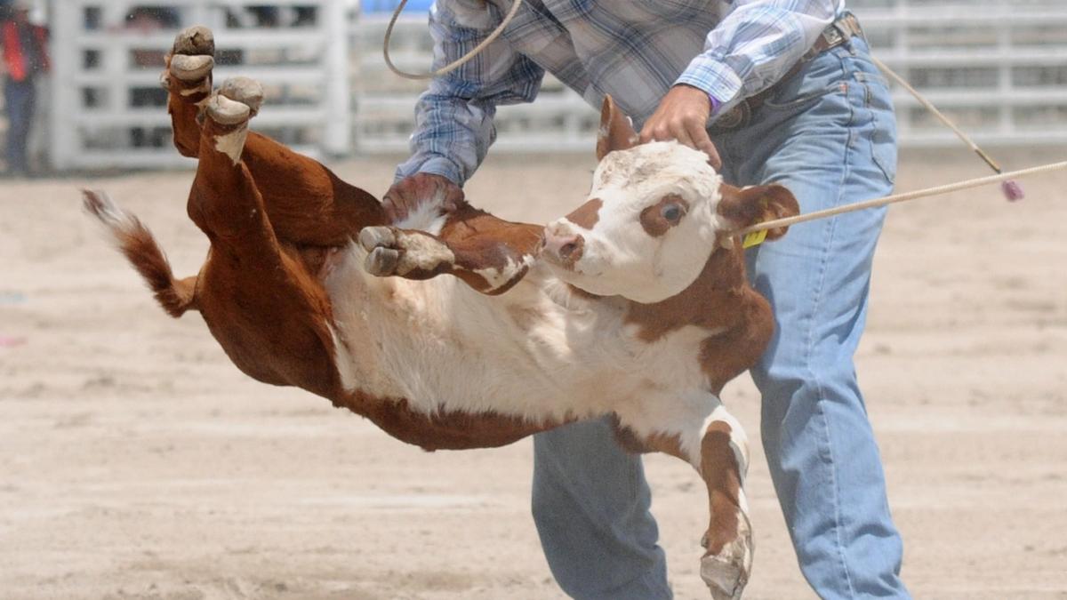 RSPCA WA flags welfare concerns for animals used in rodeo events ahead of Coolgardie Outback Festival