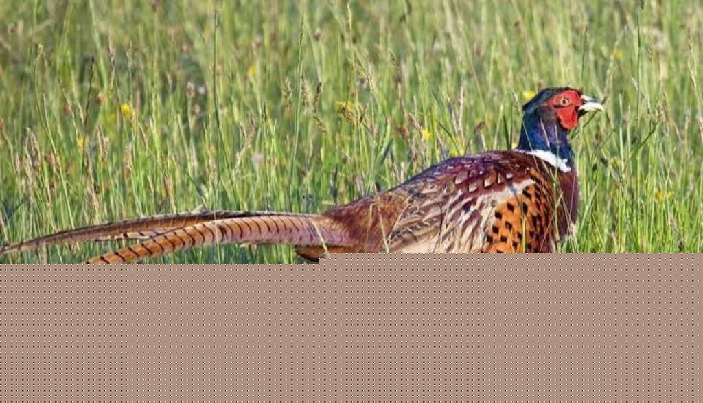 Iowa Pheasant Population Survey Underway