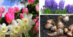 Knox County Master Gardeners host workshop on fall planting for spring blooms