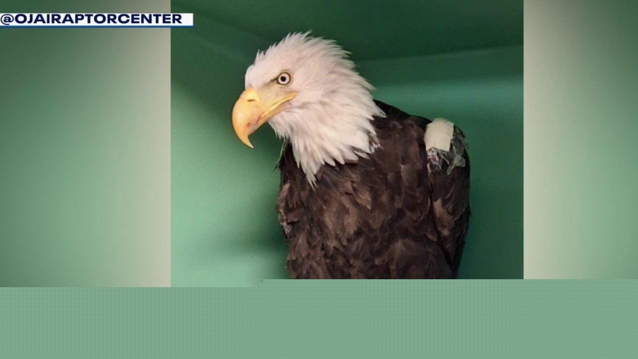 Big Bear community remembers Jackie, the bald eagle