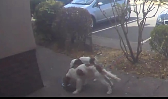 Nantwich pub appeal after dogs tied to tree and abandoned
