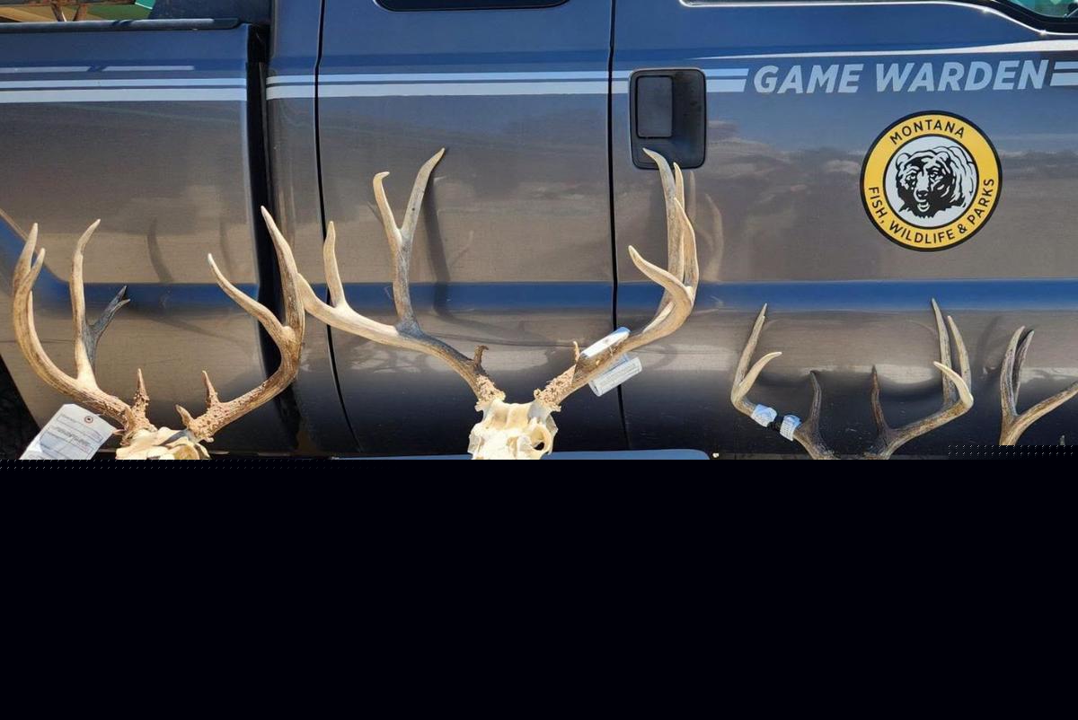 Poaching Gets Montana Men Fines and Loss of Hunting Rights