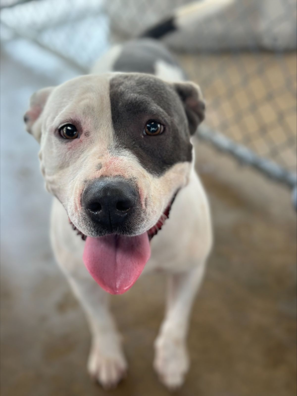 Harley - Pet of the Week