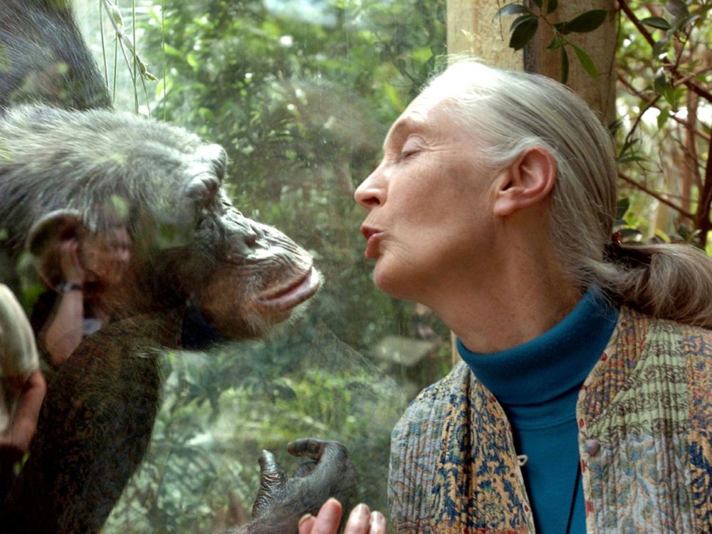 Jane Goodall, famed chimpanzee researcher and conservationist, dies at 91