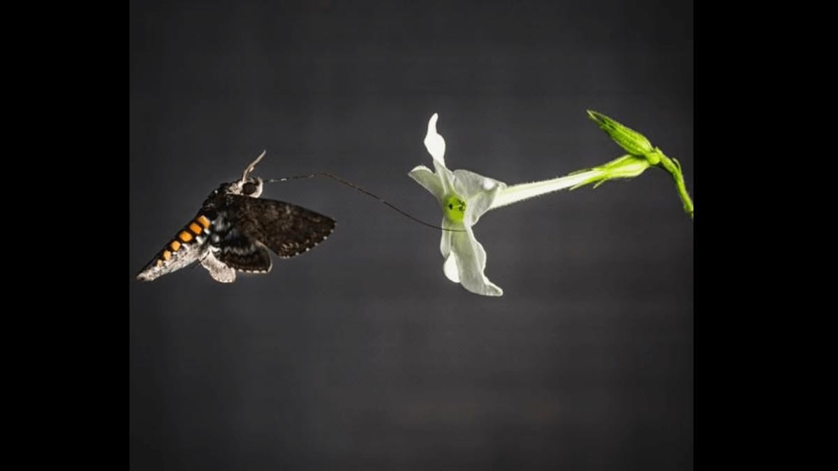 These furry moths smell with their wings