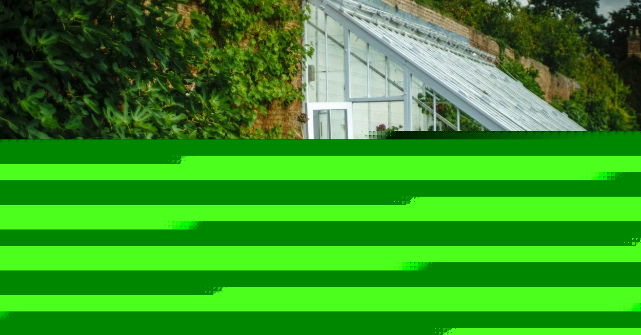 The Average Gardener Has Grown MOST Of These Plants — Have You?