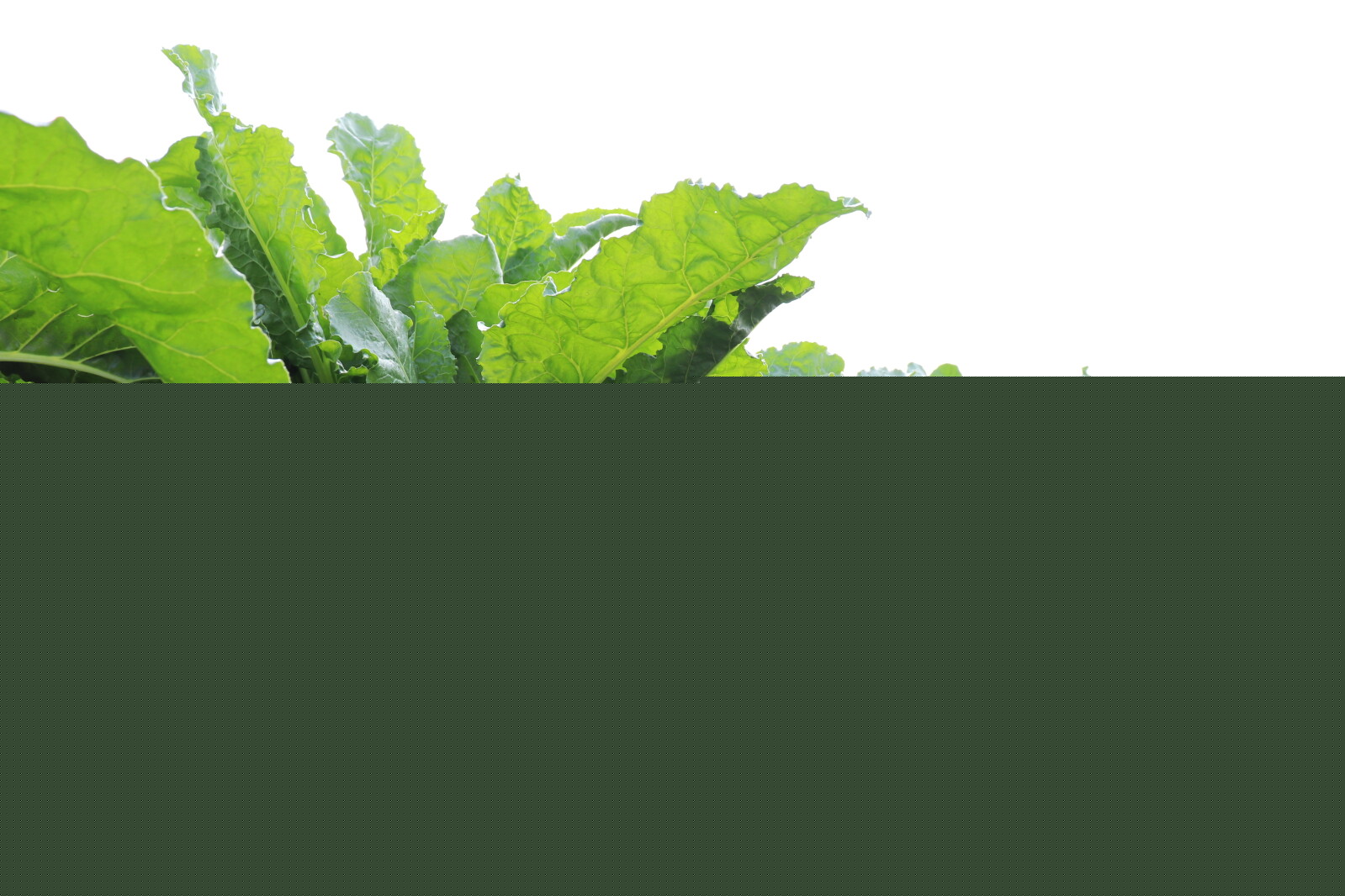 Multiple passes in sugarbeet fields remain the best, research shows