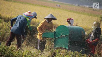 Kejar Swasembada Pangan, Petani Tanam Sejuta Tugal Padi Gogo di Kaltim