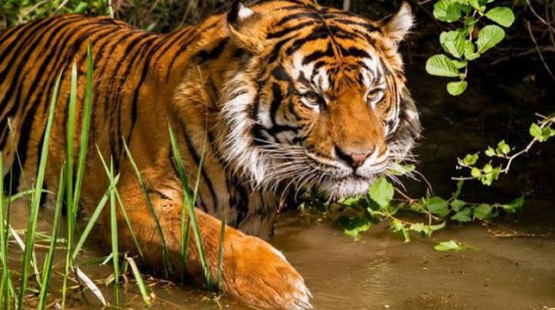 Assam Tiger Population Rises: Nameri Count Jumps From 3 to 12 as CM Himanta Biswa Sarma Highlights Success