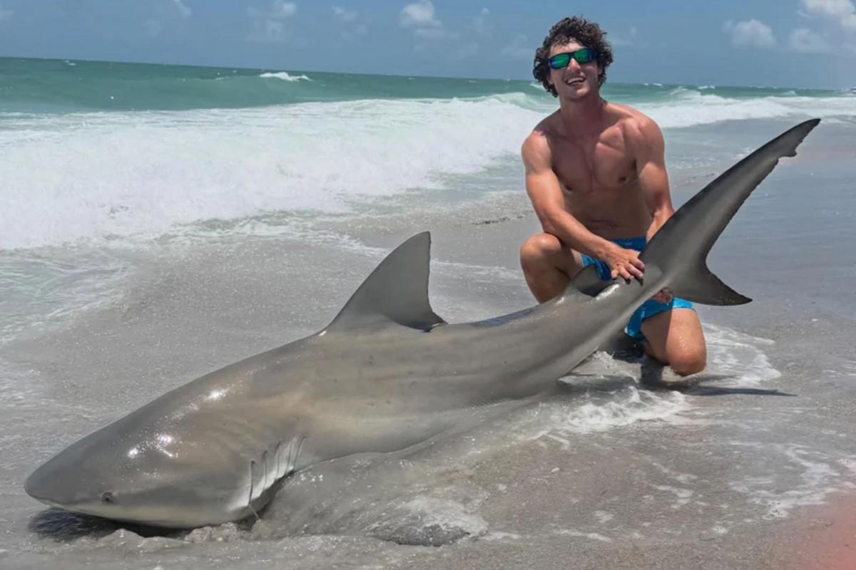 NJ mayor warns shark bait could create real-life 'Jaws'