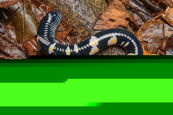 Animals - The Fried Eggs Worm