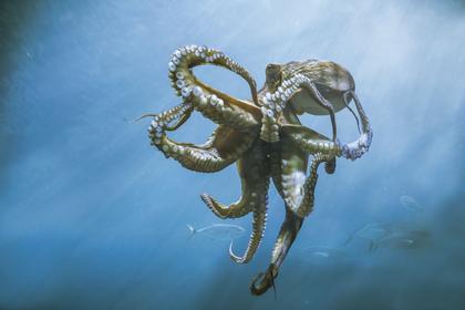 How many hearts does an octopus have? It's the Country Life Quiz of the Day, September 22, 2025