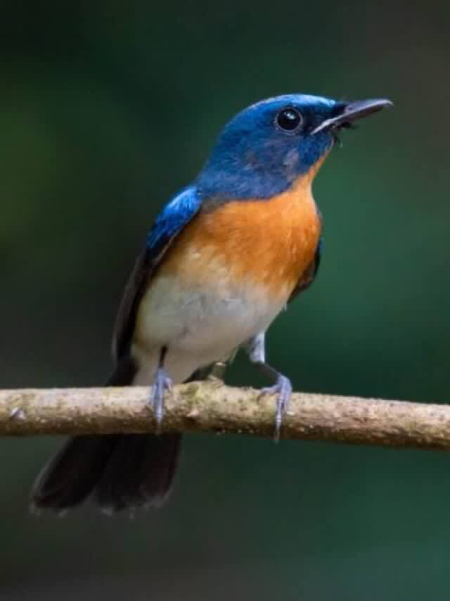 Bird Enthusiast? Plan a Visit to These National Sanctuaries