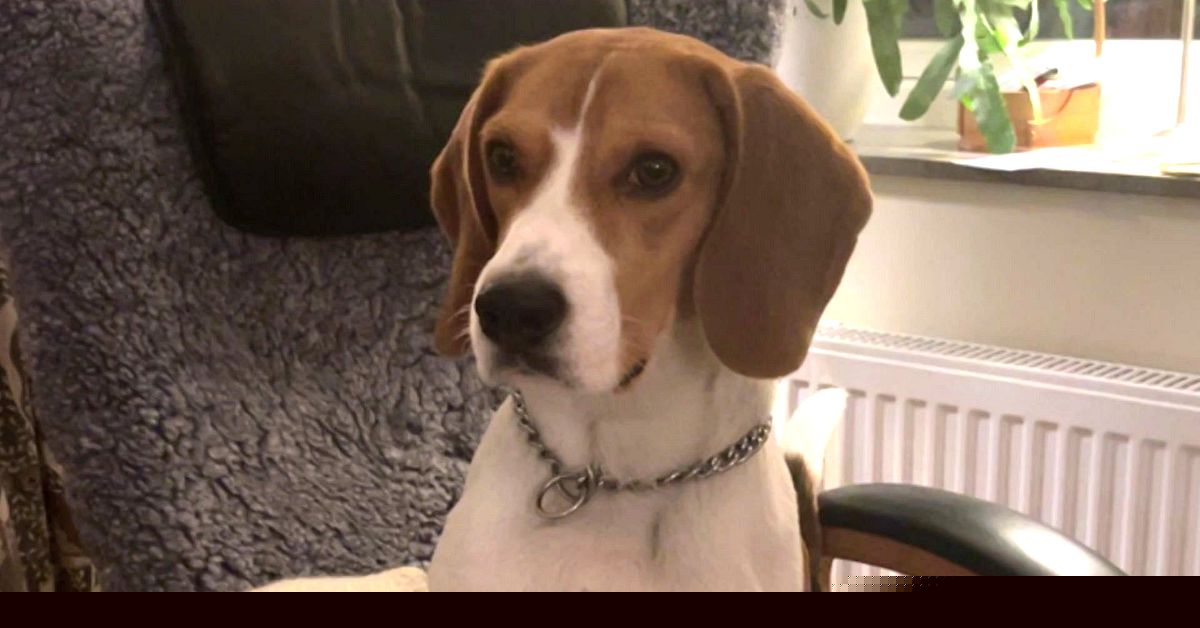 Hunden Folke i Torsby dog efter misstänkt köttbulleförgiftning