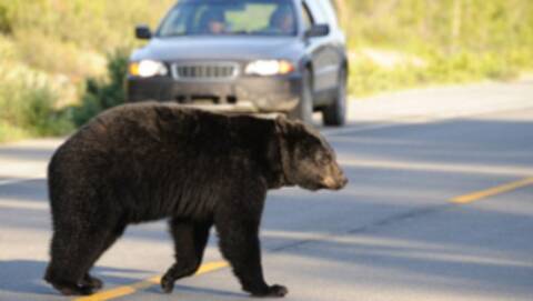 Maple Ridge RCMP say officers acted reasonably in their response to bear attack