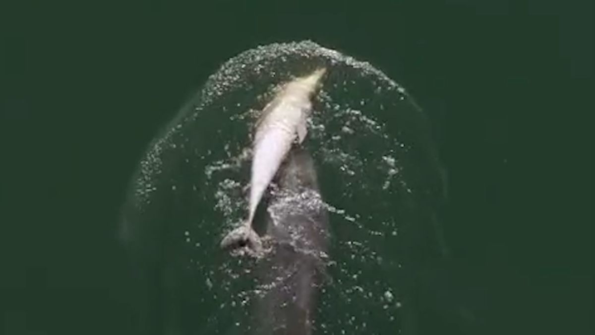 Grieving mother dolphin carried dead calf through the sea for six days