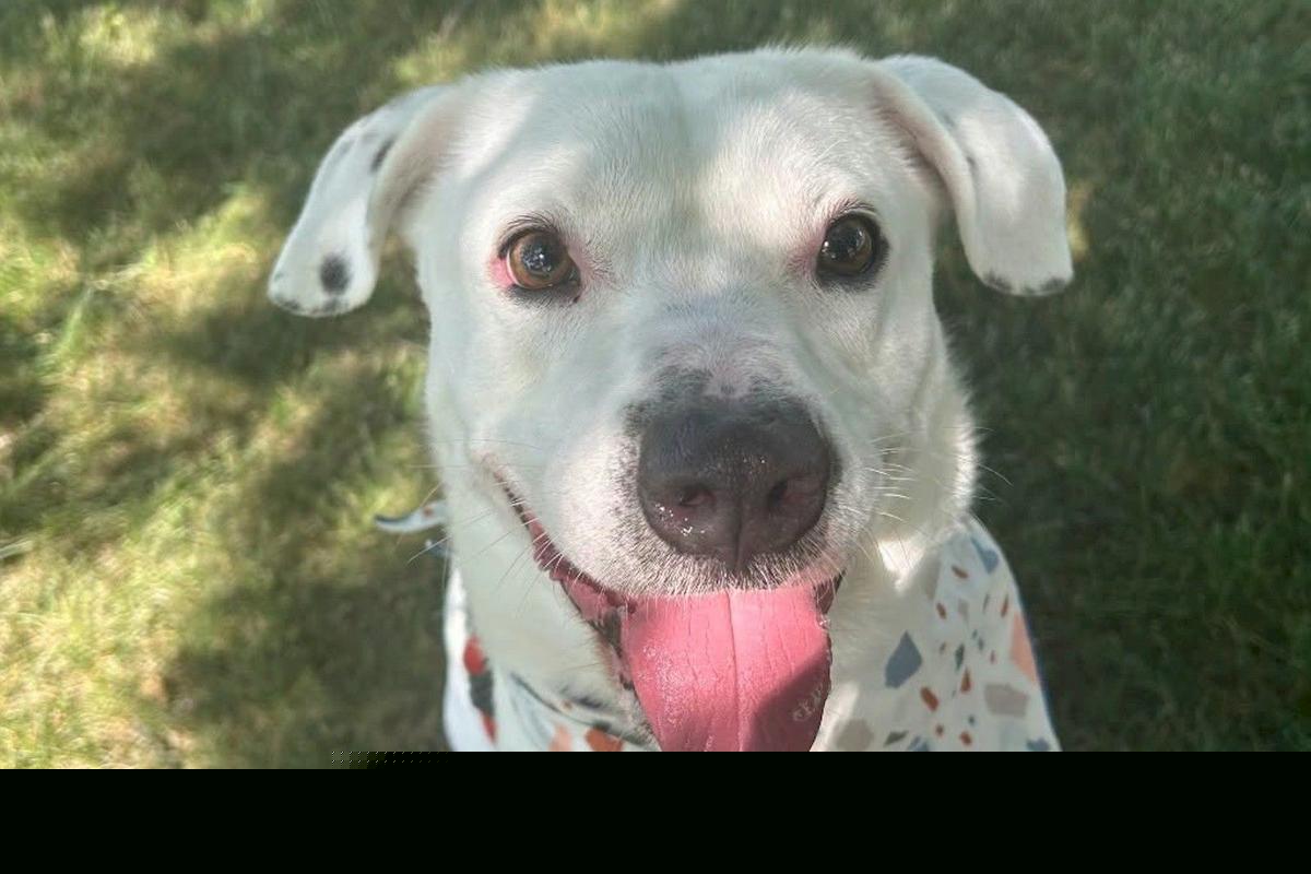 Jackson Is A 50-pound People Lover Looking For His Person In St. Cloud
