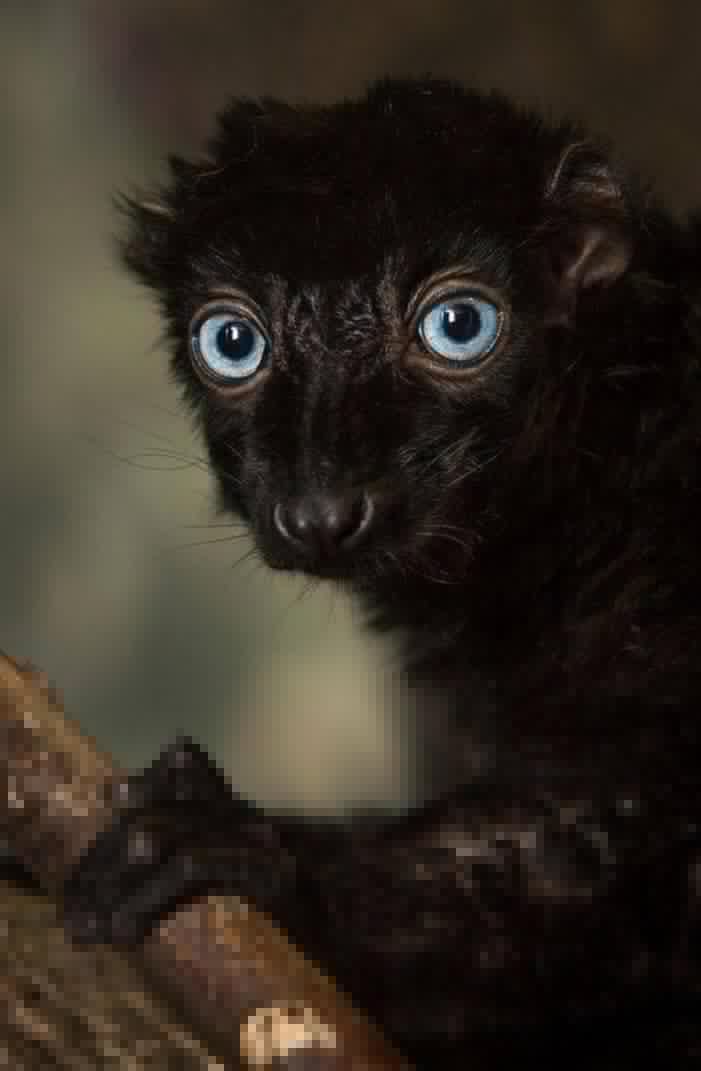 Animals - Blue-eyed black lemur