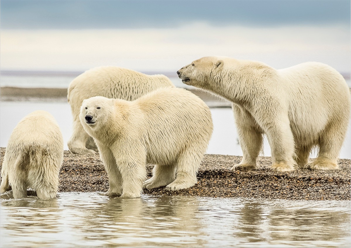 Urşii polari din arhipelagul norvegian Svalbard au rezistat mai bine decât se preconiza la încălzirea climei / Ce explicații au cercetătorii