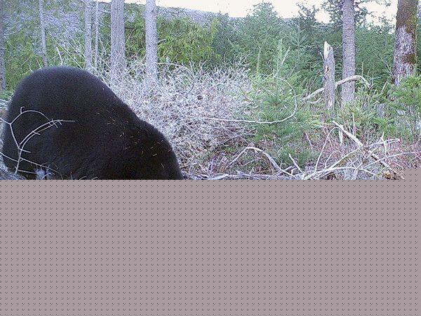 Guest column: Oregon shouldn’t let animals suffer in traps