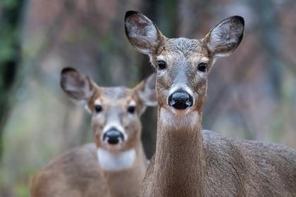 Sharpshooters Are Added to Schenley, Emerald View Parks to Control the Deer Population