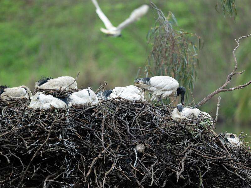 Challenge for native bird colony amid flu outbreak