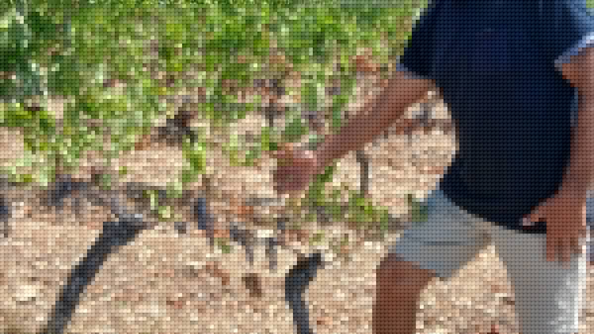 "Depuis le mois de juin, on voit des pieds de vigne qui ne poussent plus. On voit des raisins qui ne grossissent pas..." : le vignoble lotois accuse le coup face à la chaleur et la sécheresse hors normes