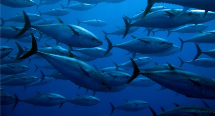 Manta yellowfin tuna debuts on UCN’s price portal amid pressure from strong catches in Eastern Pacific