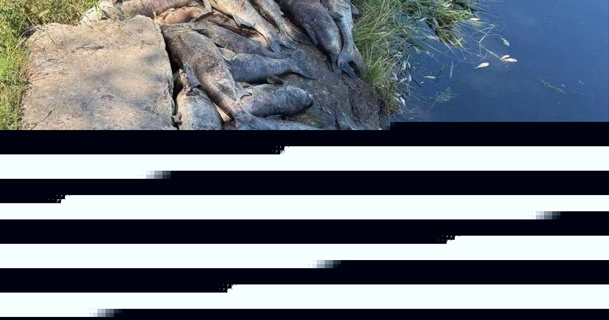Чрезвычайная экологическая ситуация в Борщаговской громаде: в водоемах погибло 3 тонны рыбы. ФОТО