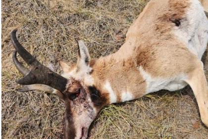 Game Warden: Help Us Find Out Who Killed Albany County Pronghorn