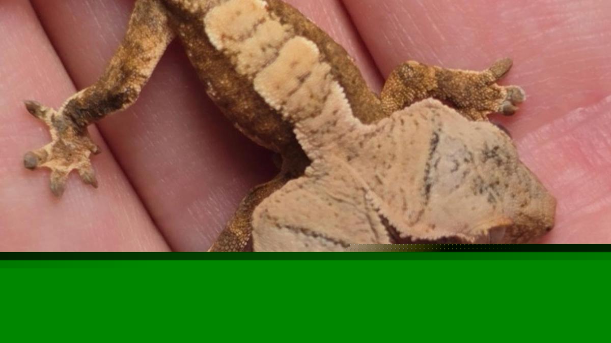 Two-headed gecko beats the odds after surviving first month