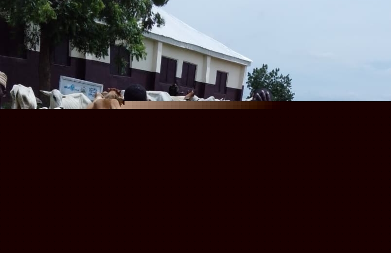 Troops Rescue 14 Kidnapped Victims, Recover 281 Livestock in Sokoto