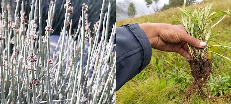 New films highlight sustainable harvesting success stories