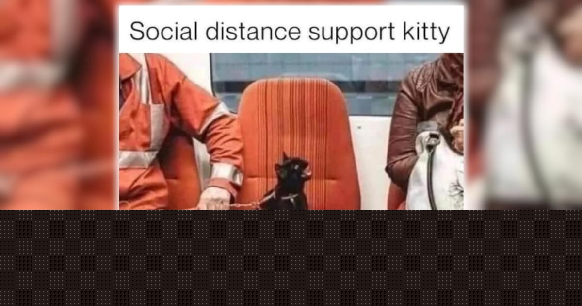25 Feline-Filled Funny Memes for a Moment of Pawdorable Peace (July 22, 2026)