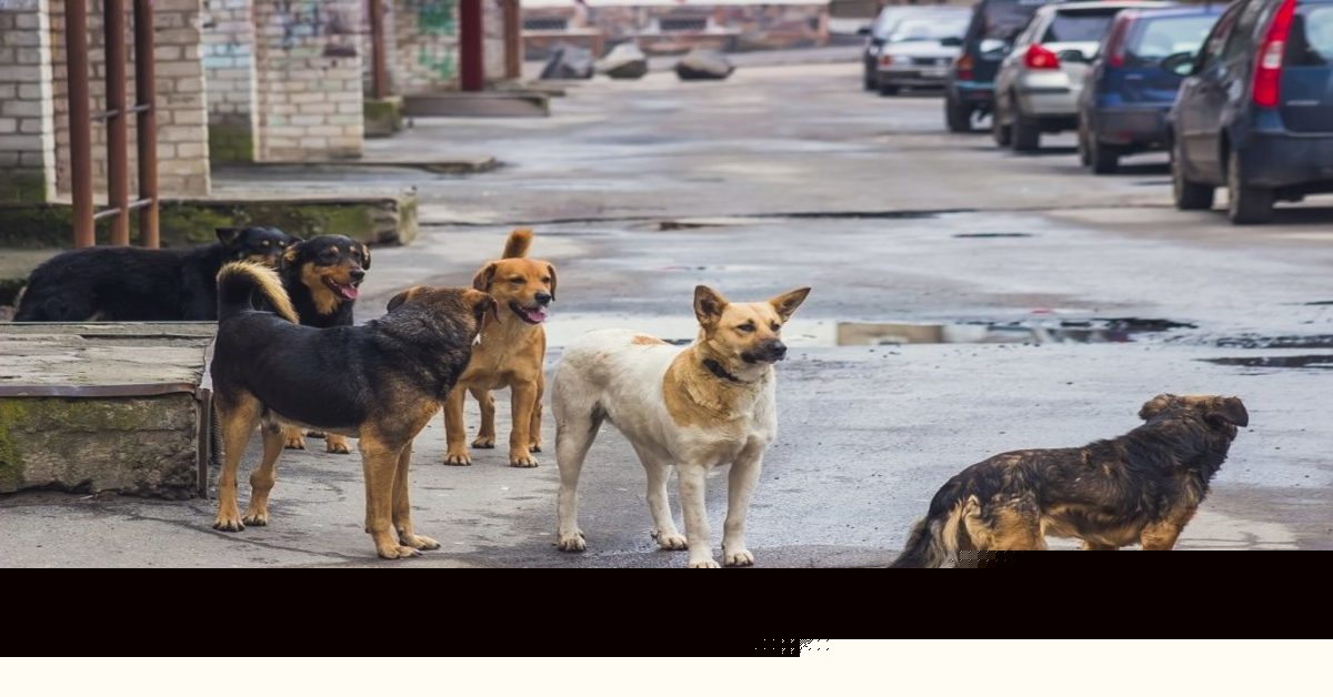 Woman Sentenced to Prison for Poisoning Dogs in Cairo’s 6th  of October City