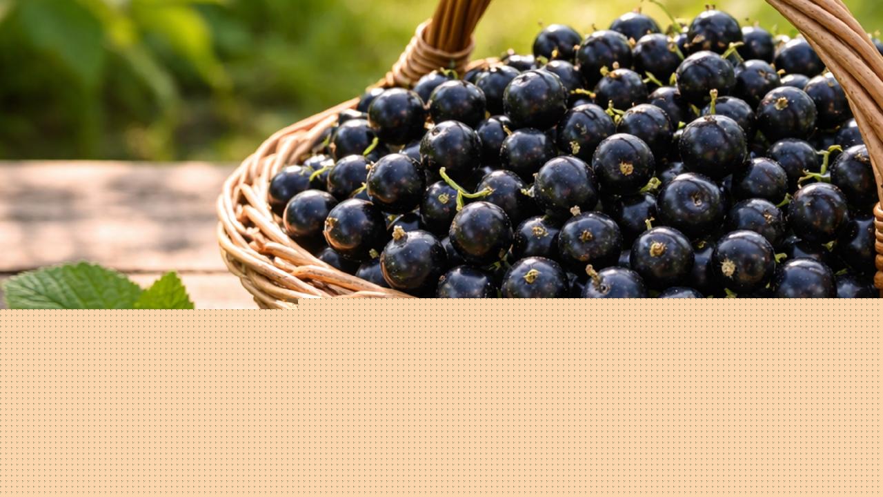 How to turn black currant shrubs into high-yield berry trees