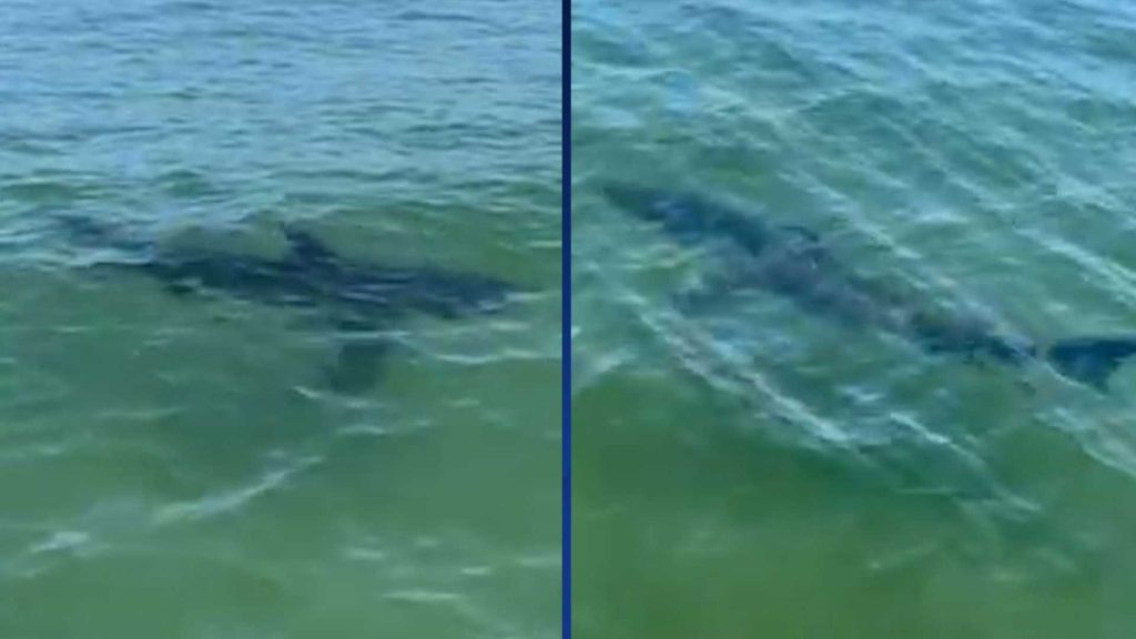 Video: Two sharks swim right by man who was fishing off Maine beach