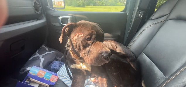 Stray dog covered in new wounds, old wounds and scars yet his soft eyes begged for help