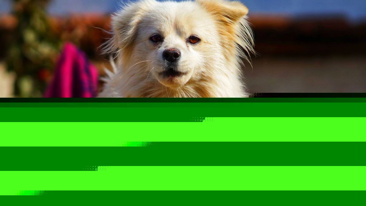 A Maltipom Is Exactly What It Sounds Like (and We Love It)