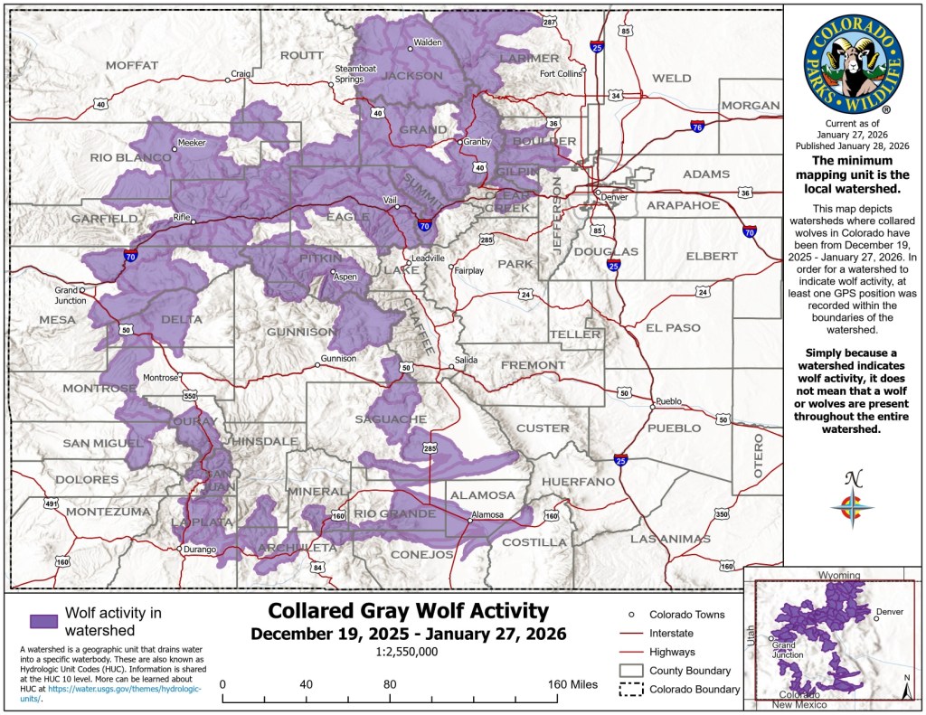 Map shows the far-flung places Colorado’s wolves traveled in the past month