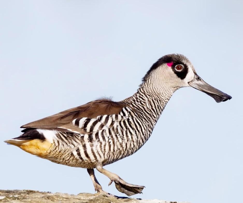 Animals - Pink Eared Duck