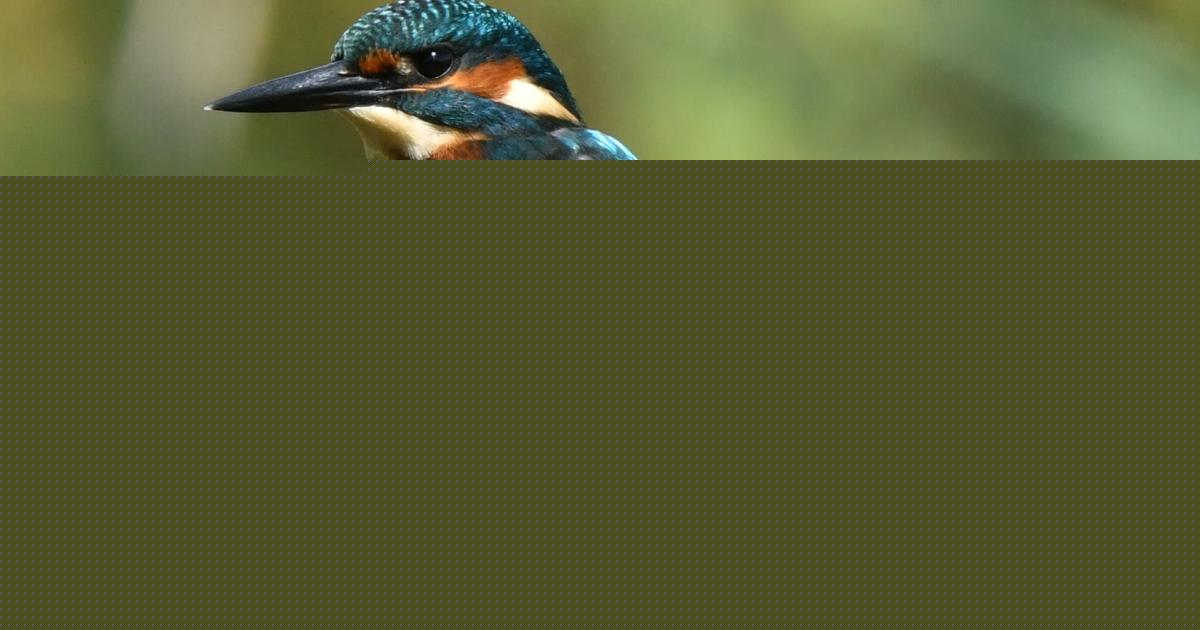 Beautiful close up of bird notoriously hard to picture in Herefordshire
