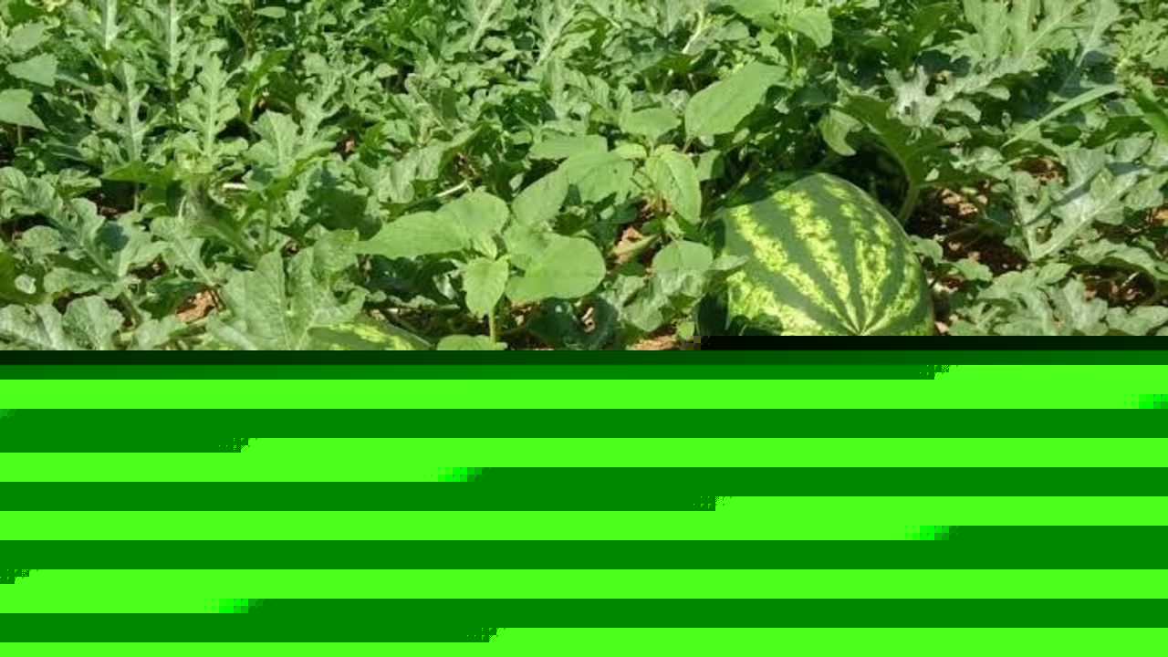 Yalıncak Karpuzunda Üretim Her Geçen Yıl Azalıyor