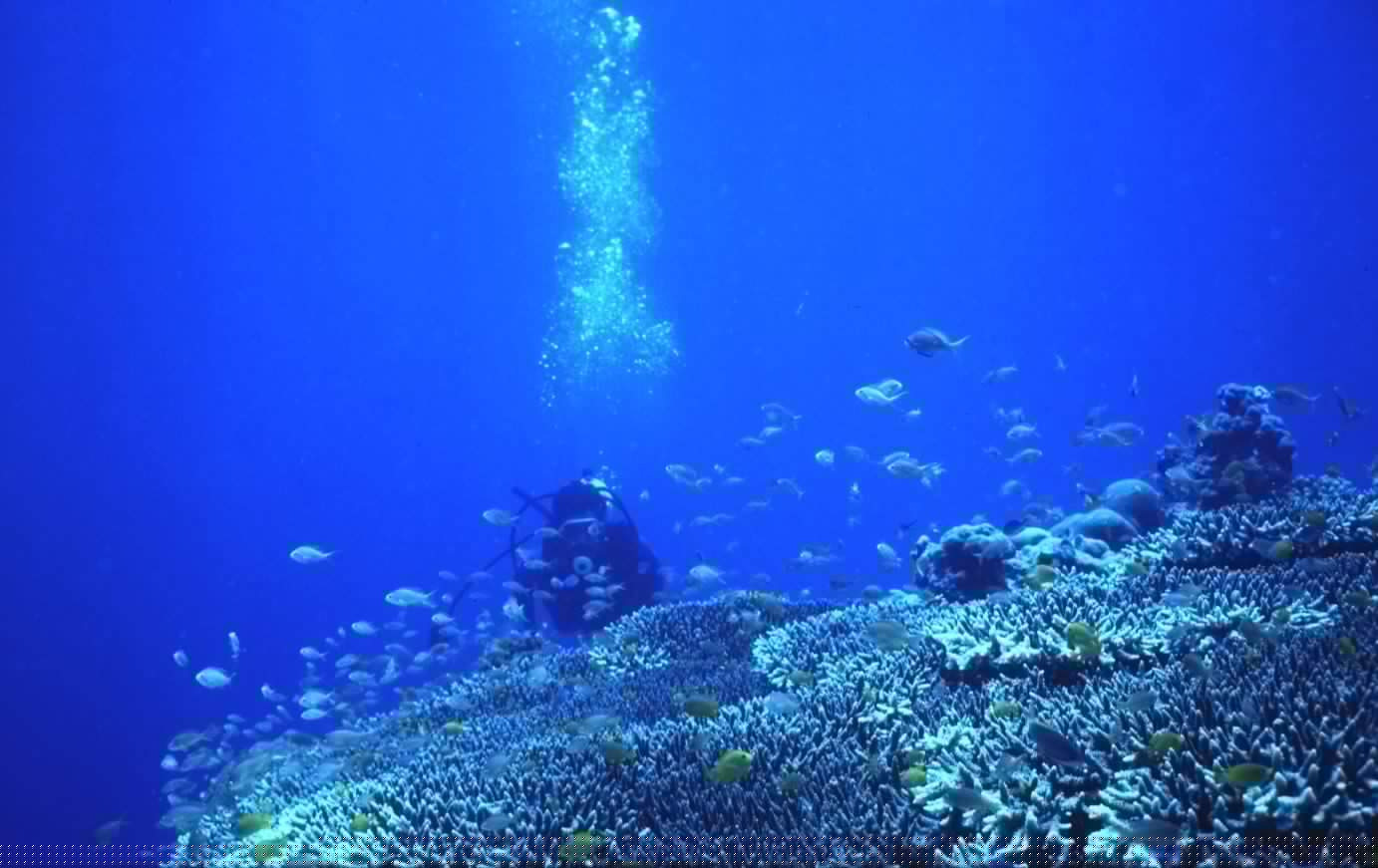 The Best Diving Destinations in Colombia