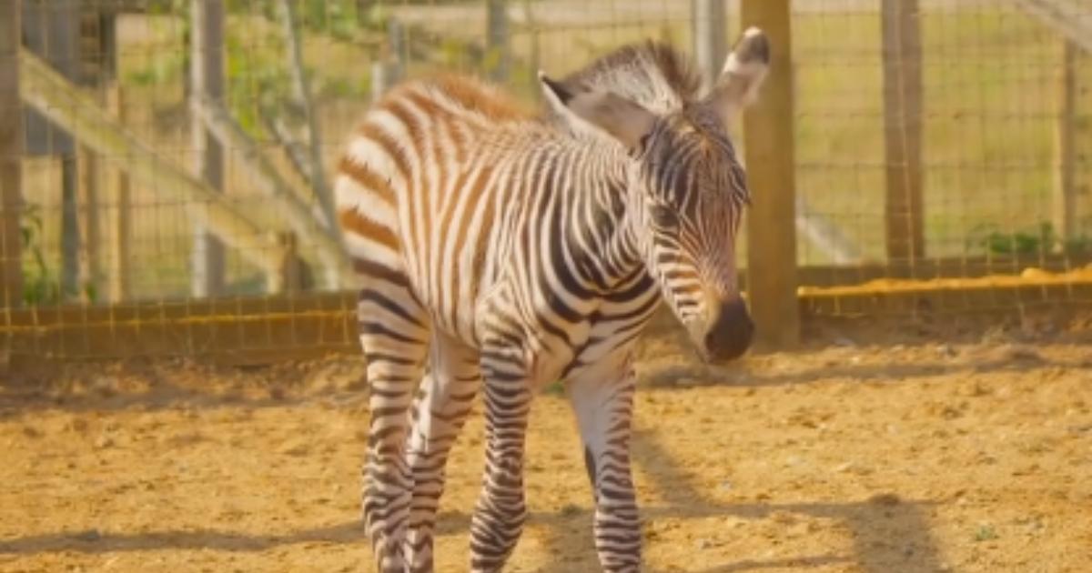 Wildlife park changes its stripes with birth of new animal
