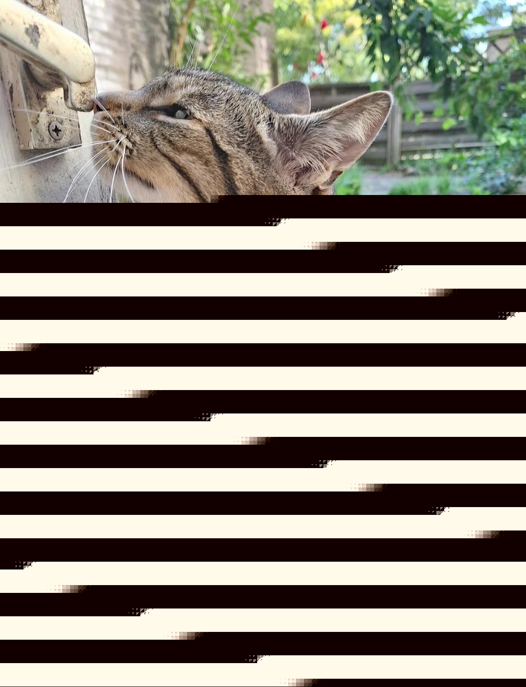 Cats - The doorman