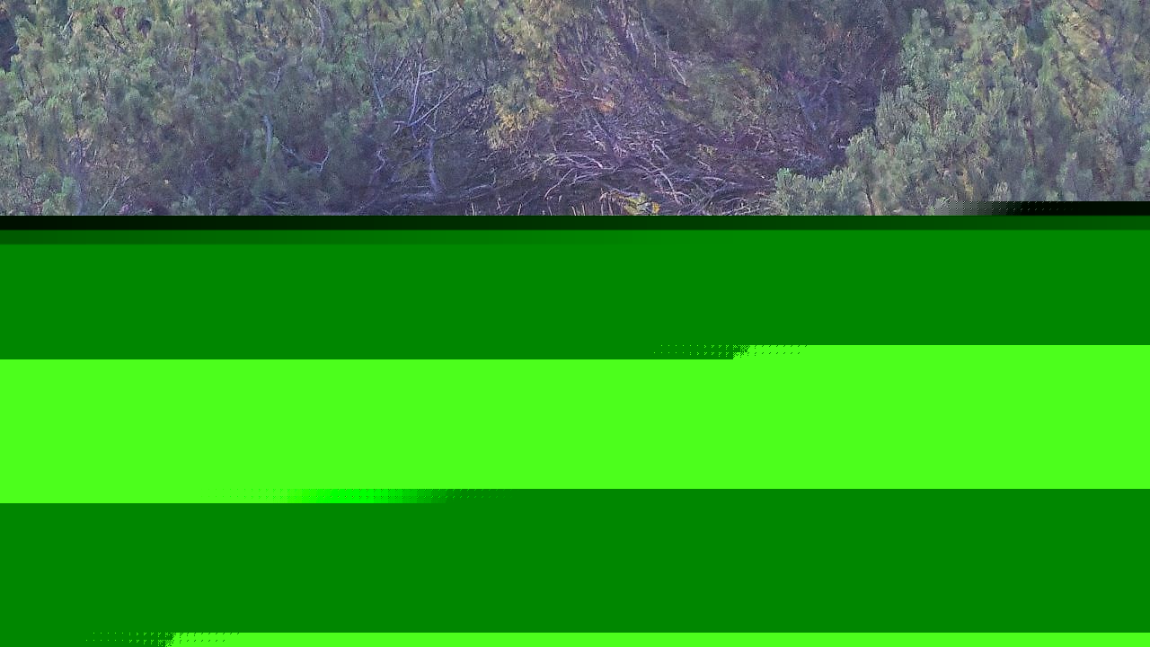 Wolfsrudel nahe Vorarlberg in Liechtenstein entdeckt